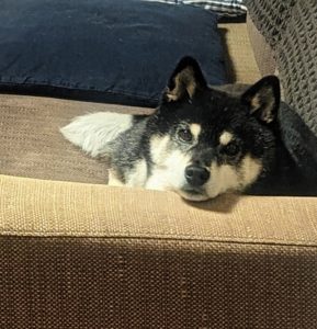 可愛い子お預かりしてます